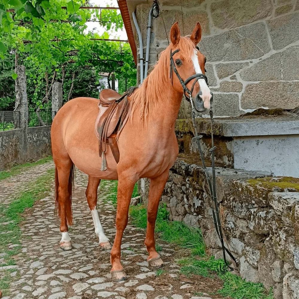 cavalo